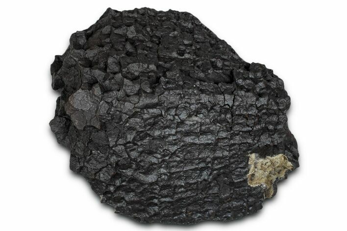 Dragon Scale Stone (Iron, Manganese, Siderite Nodule) #350224